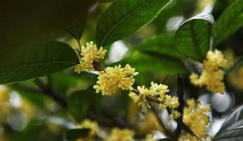 桂花種植土壤 賜康寧功效